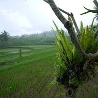 Photo de Bali - Balade, Garuda et spectacle